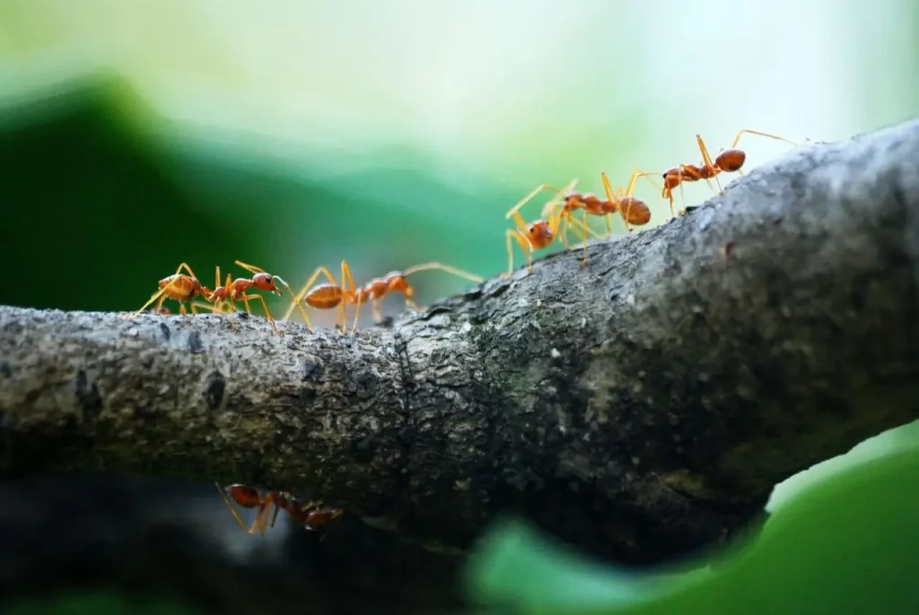 Ants control in downey california